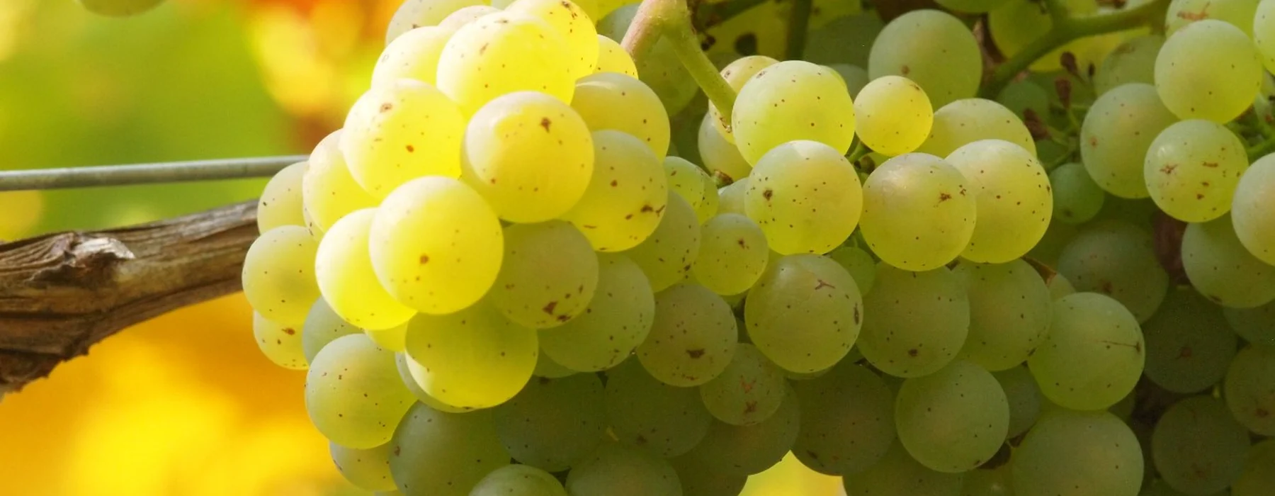 Reife helle Trauben im Weinberg